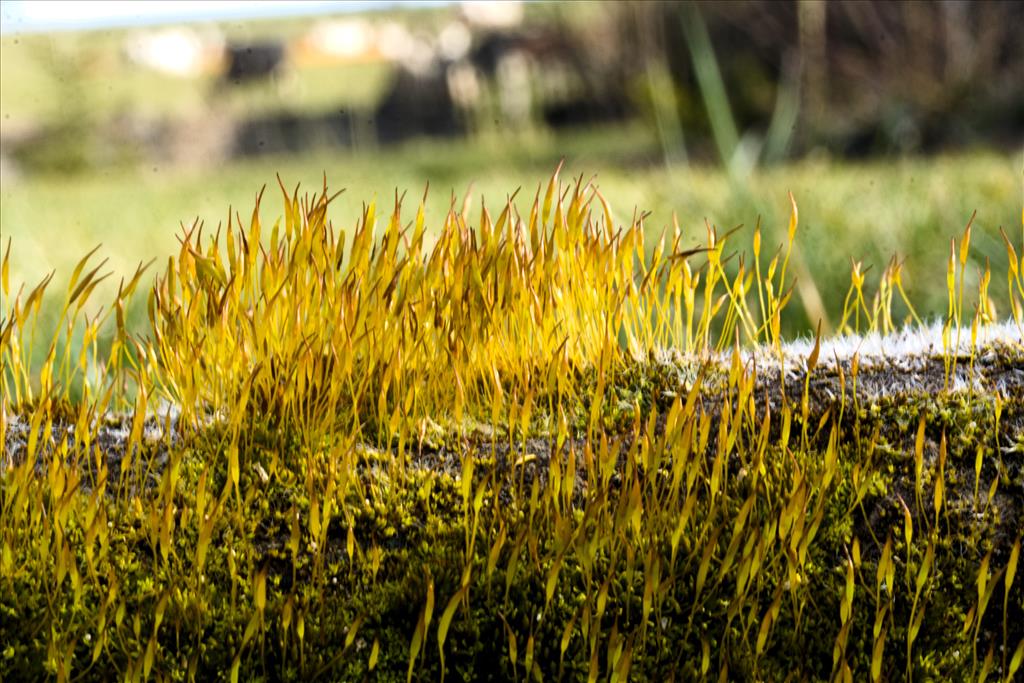 Tortula muralis (door Herman Janssens)