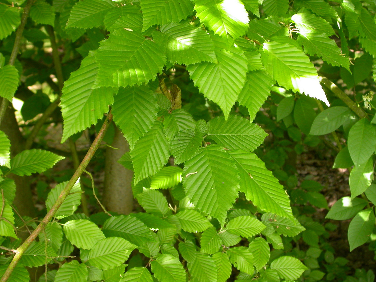 Carpinus betulus (door Peter Meininger)