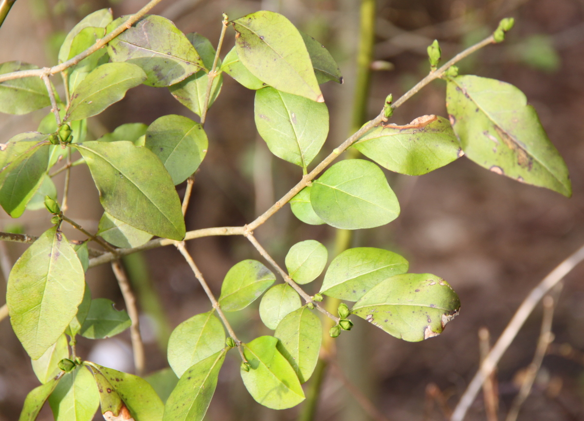 Ligustrum ovalifolium (door Peter Meininger)