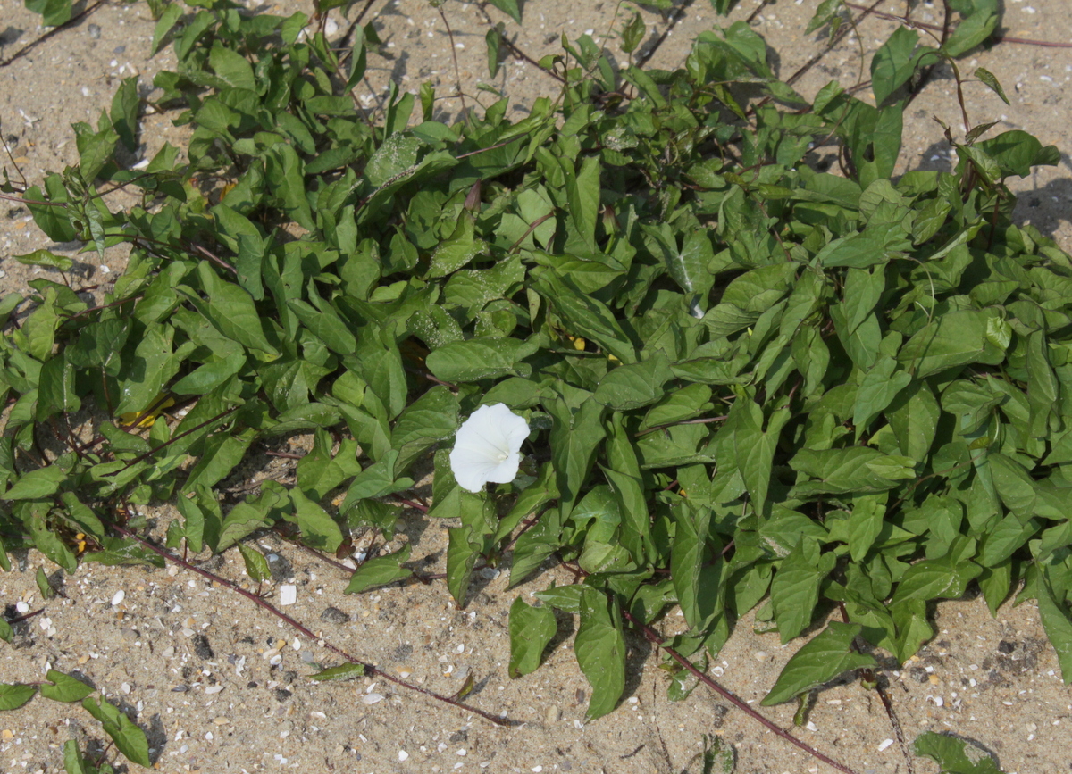 Convolvulus sepium (door Peter Meininger)