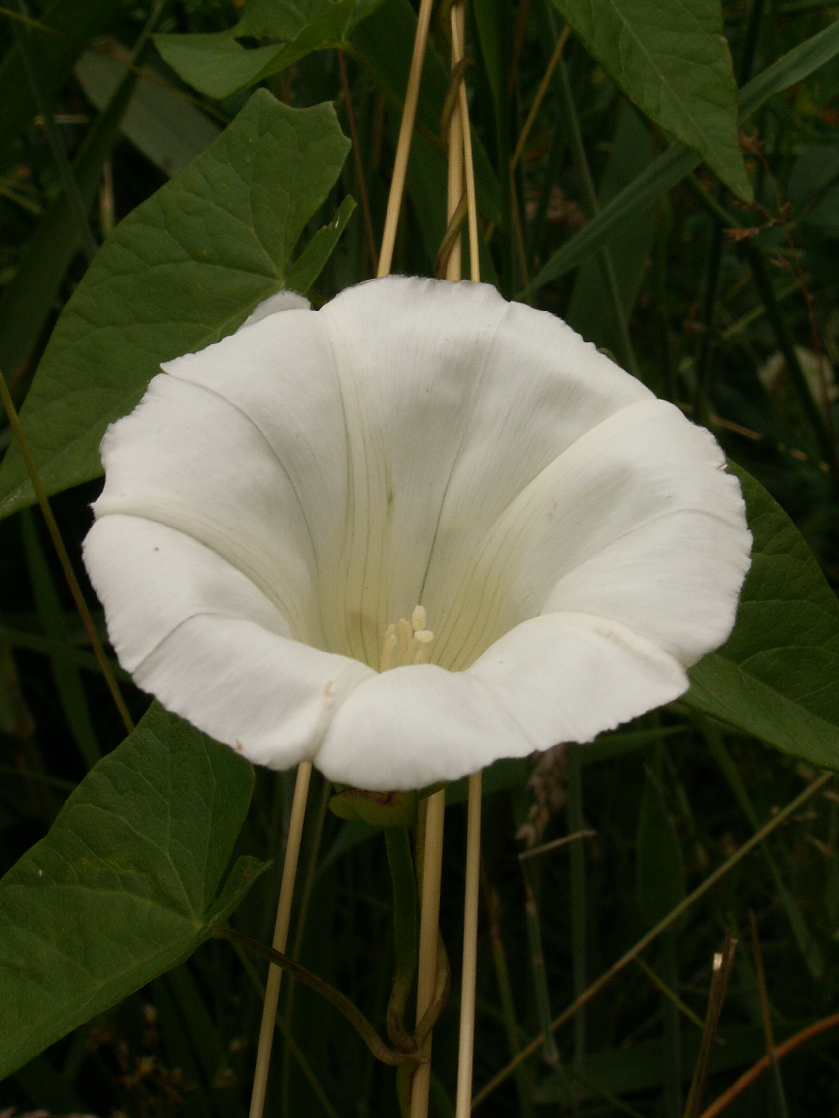 Convolvulus sepium (door Han Beeuwkes)