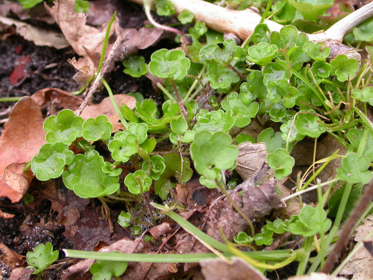 Saxifraga granulata 'Plena' (door Peter Meininger)