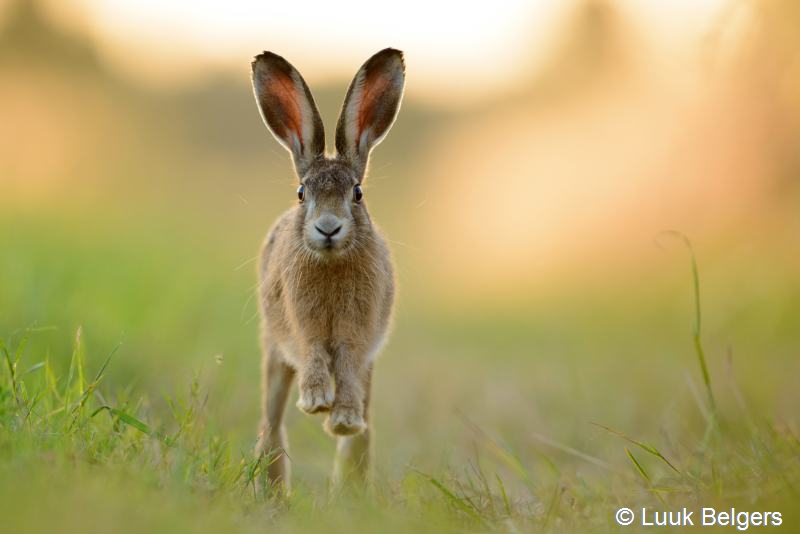 Lepus europaeus (door Luuk Belgers)