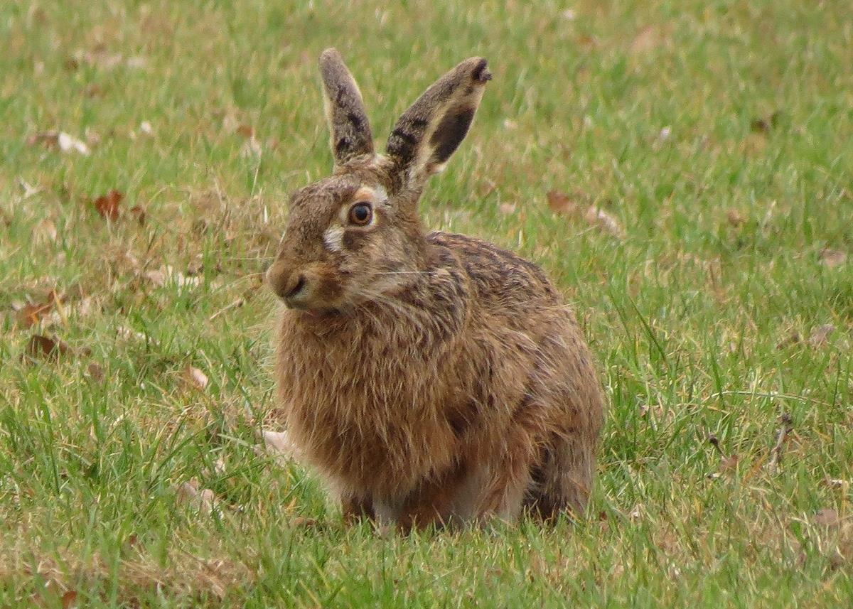 Lepus europaeus (door Ab H. Baas)