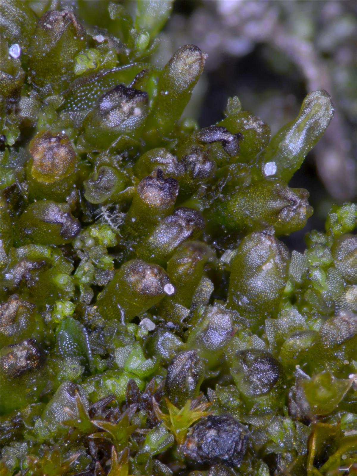 Leiocolea badensis (door Rudi Zielman)