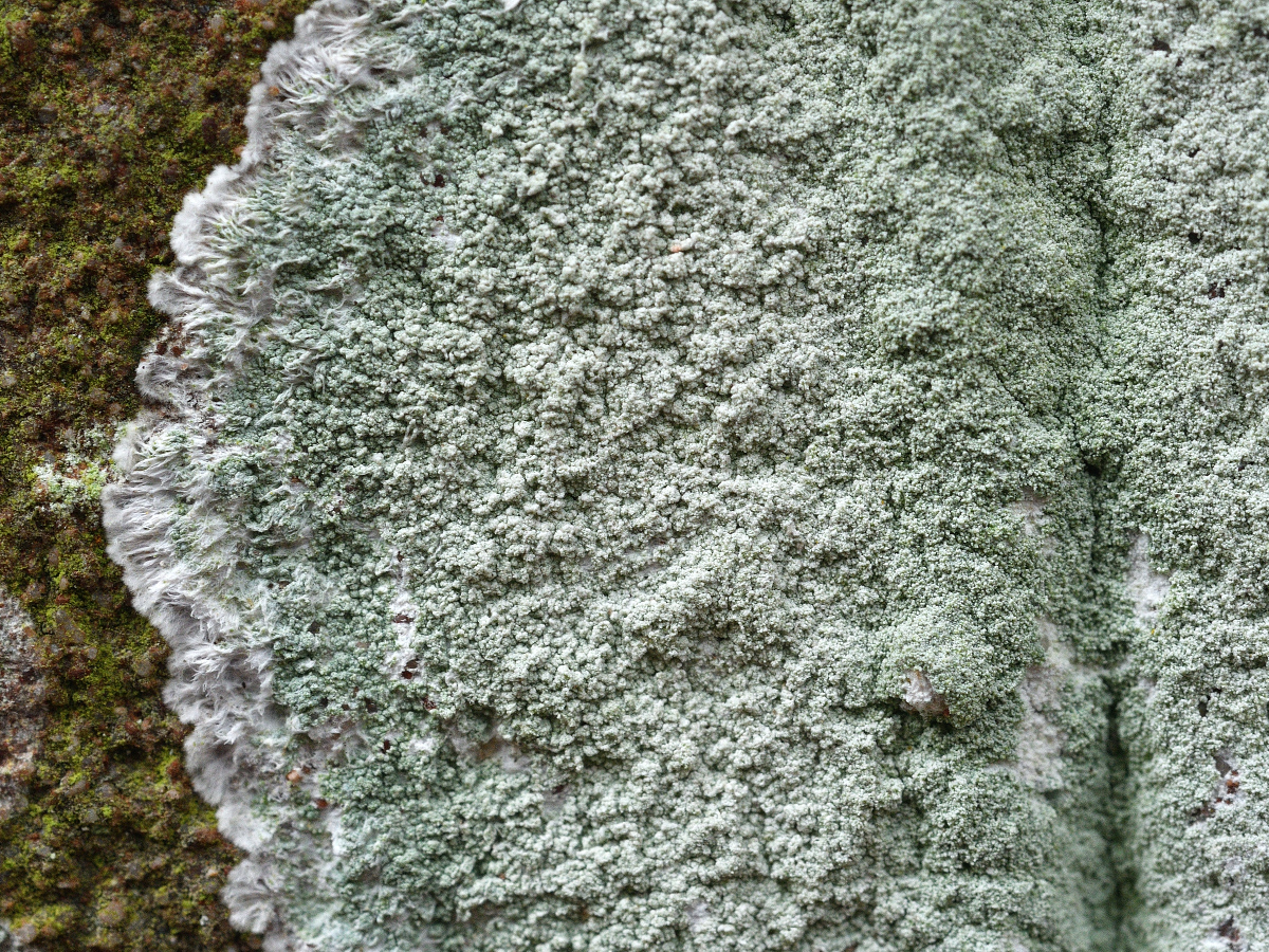 Haematomma ochroleucum (door Jan Freijer)