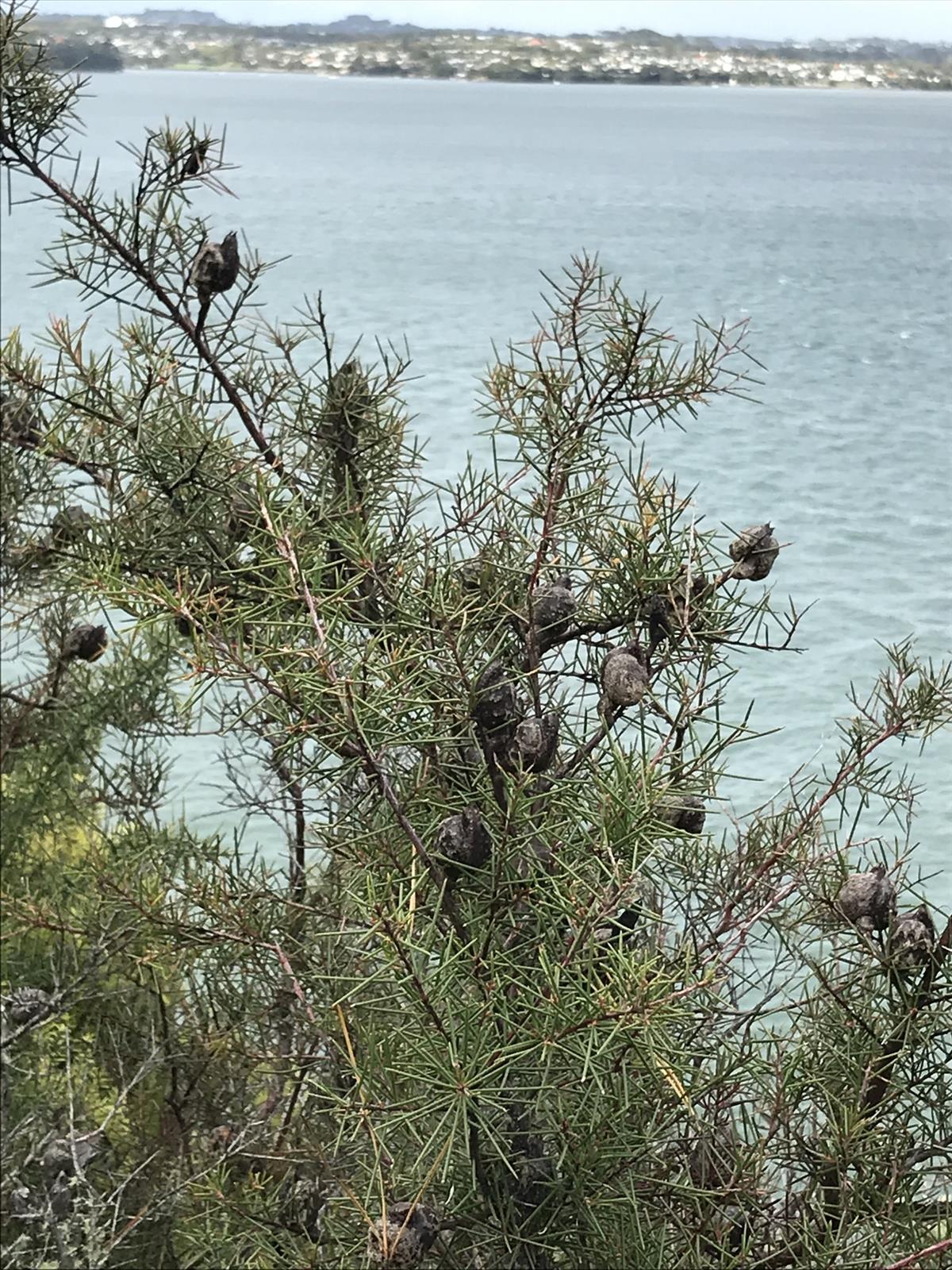 Hakea sericea (door Genavee Rhodes)