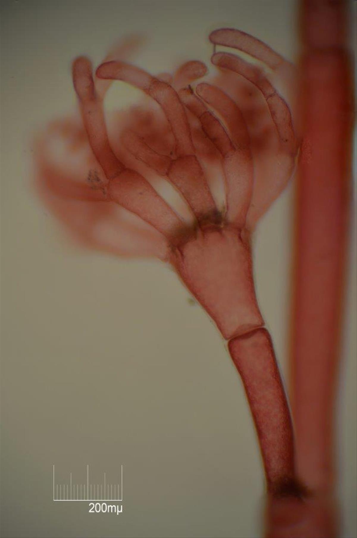 Halurus flosculosus (door Mart Karremans)