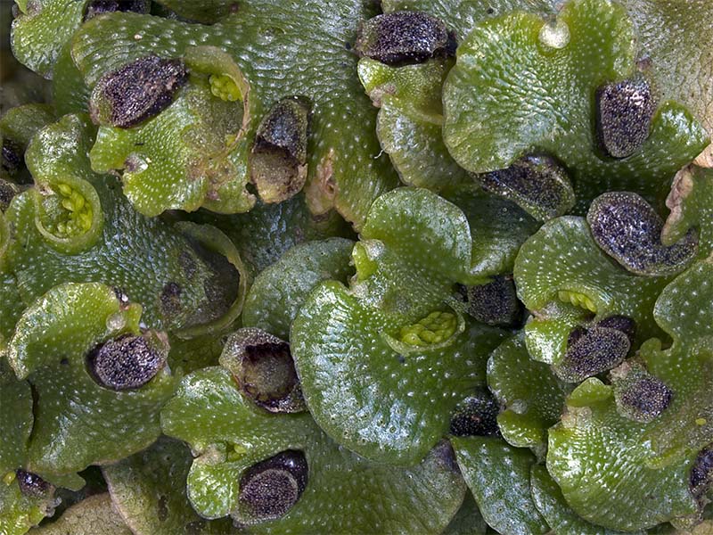 Lunularia cruciata (door Bart Horvers)