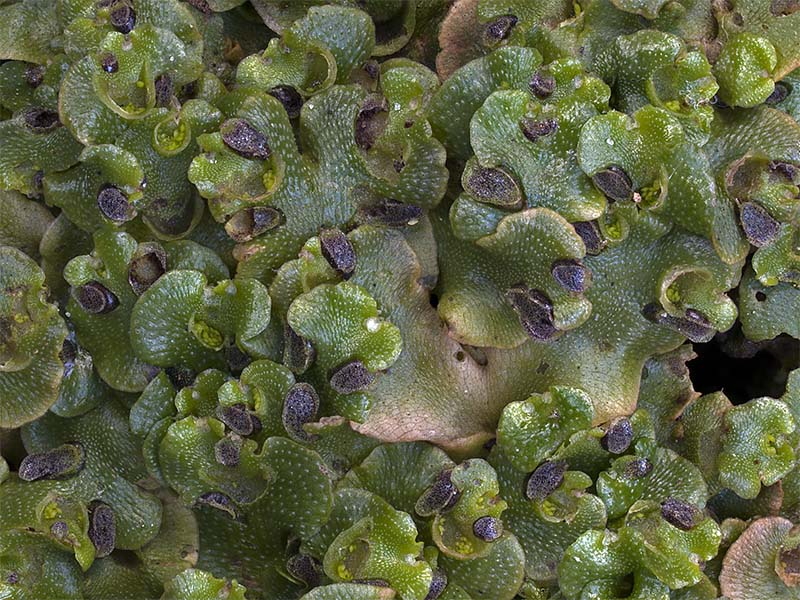 Lunularia cruciata (door Bart Horvers)