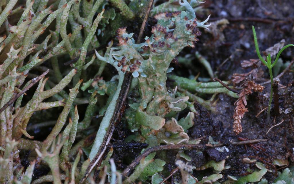 Cladonia strepsilis (door R.J. Kastelijn)