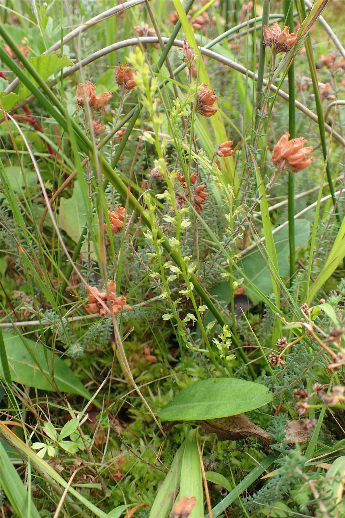 Hammarbya paludosa (door Adrie van Heerden)