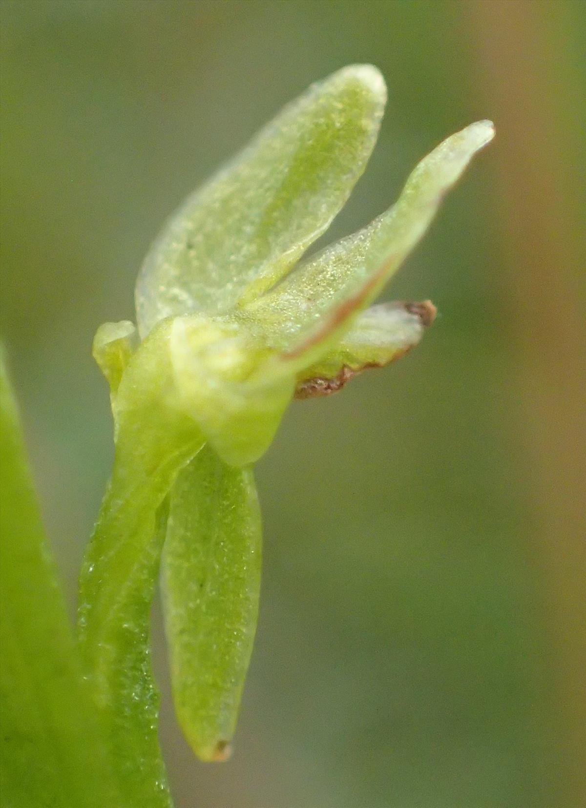 Hammarbya paludosa (door Adrie van Heerden)