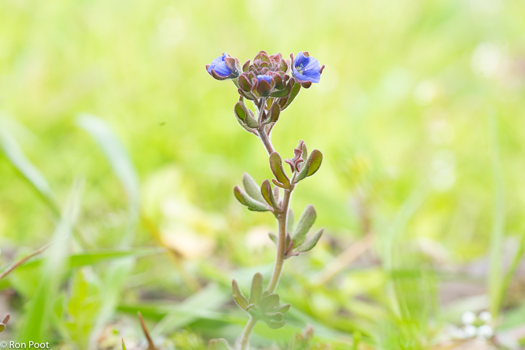 Veronica triphyllos (door Ron Poot)