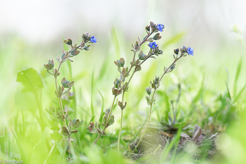 Veronica triphyllos (door Ron Poot)