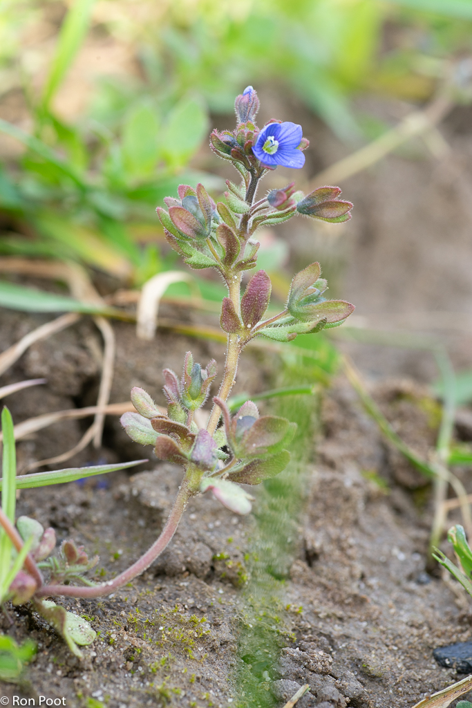 Veronica triphyllos (door Ron Poot)