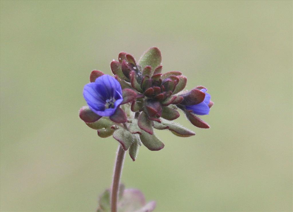 Veronica triphyllos (door Peter Meininger)