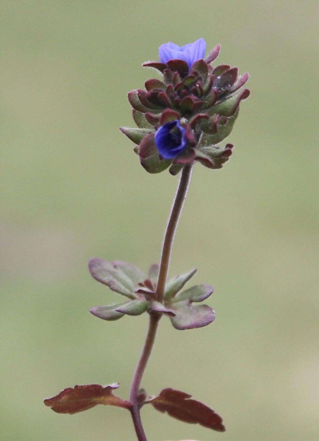 Veronica triphyllos (door Peter Meininger)