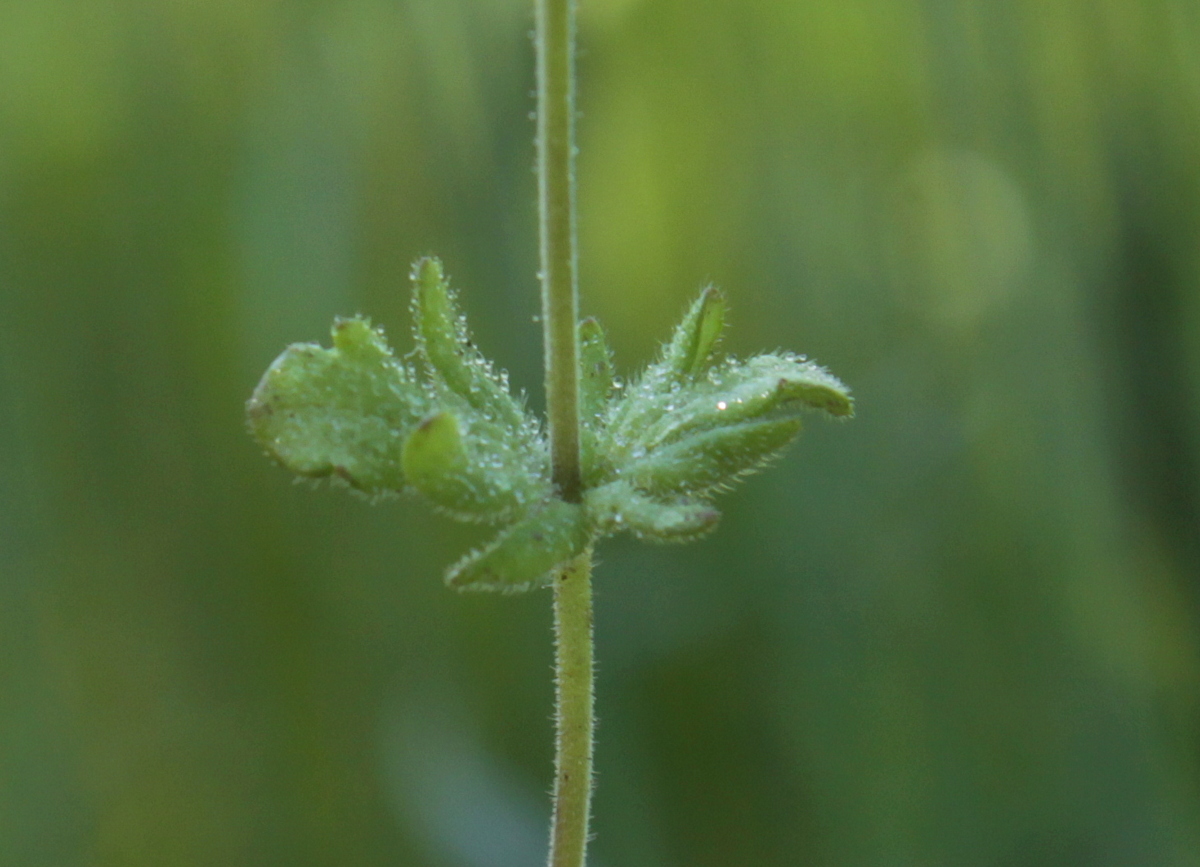 Veronica triphyllos (door Peter Meininger)