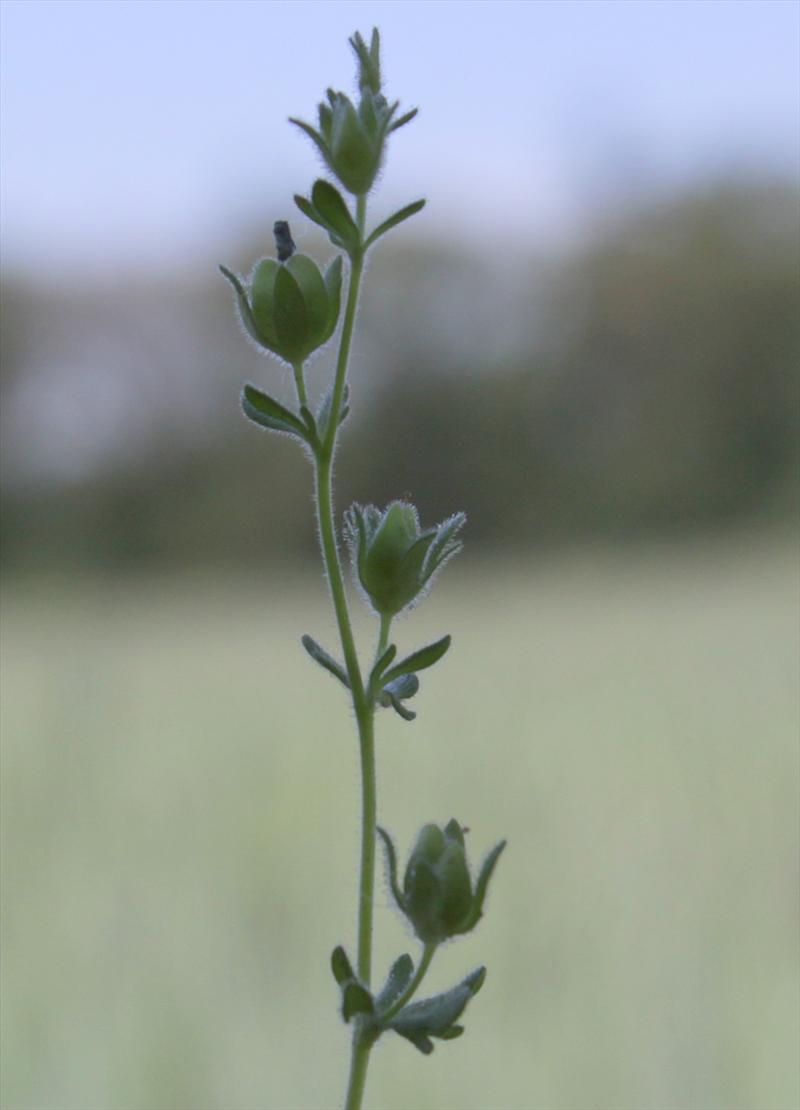 Veronica triphyllos (door Peter Meininger)