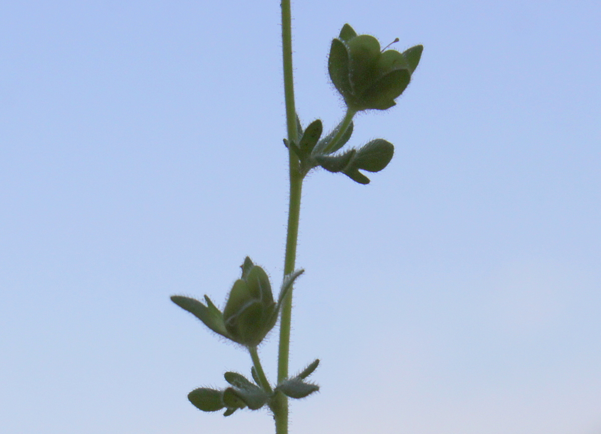 Veronica triphyllos (door Peter Meininger)