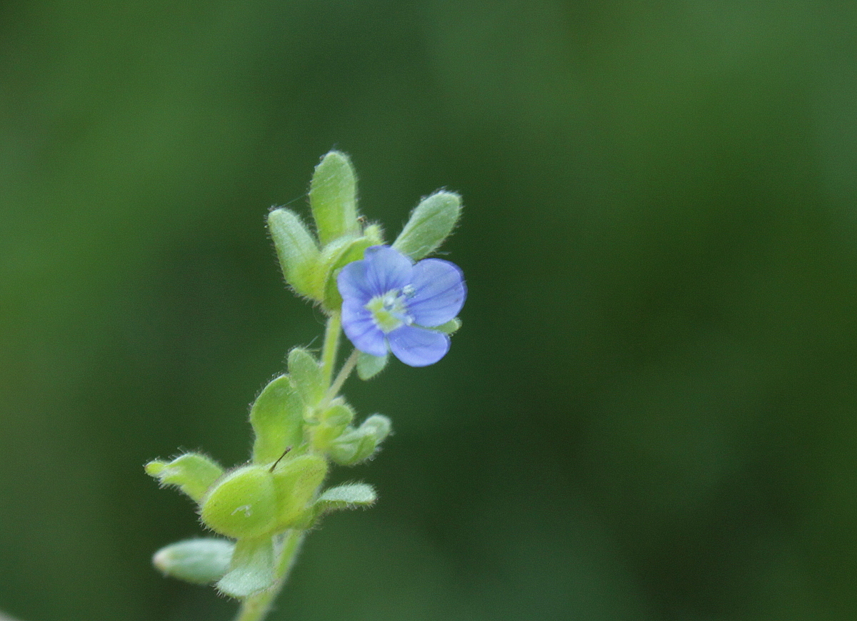 Veronica triphyllos (door Peter Meininger)