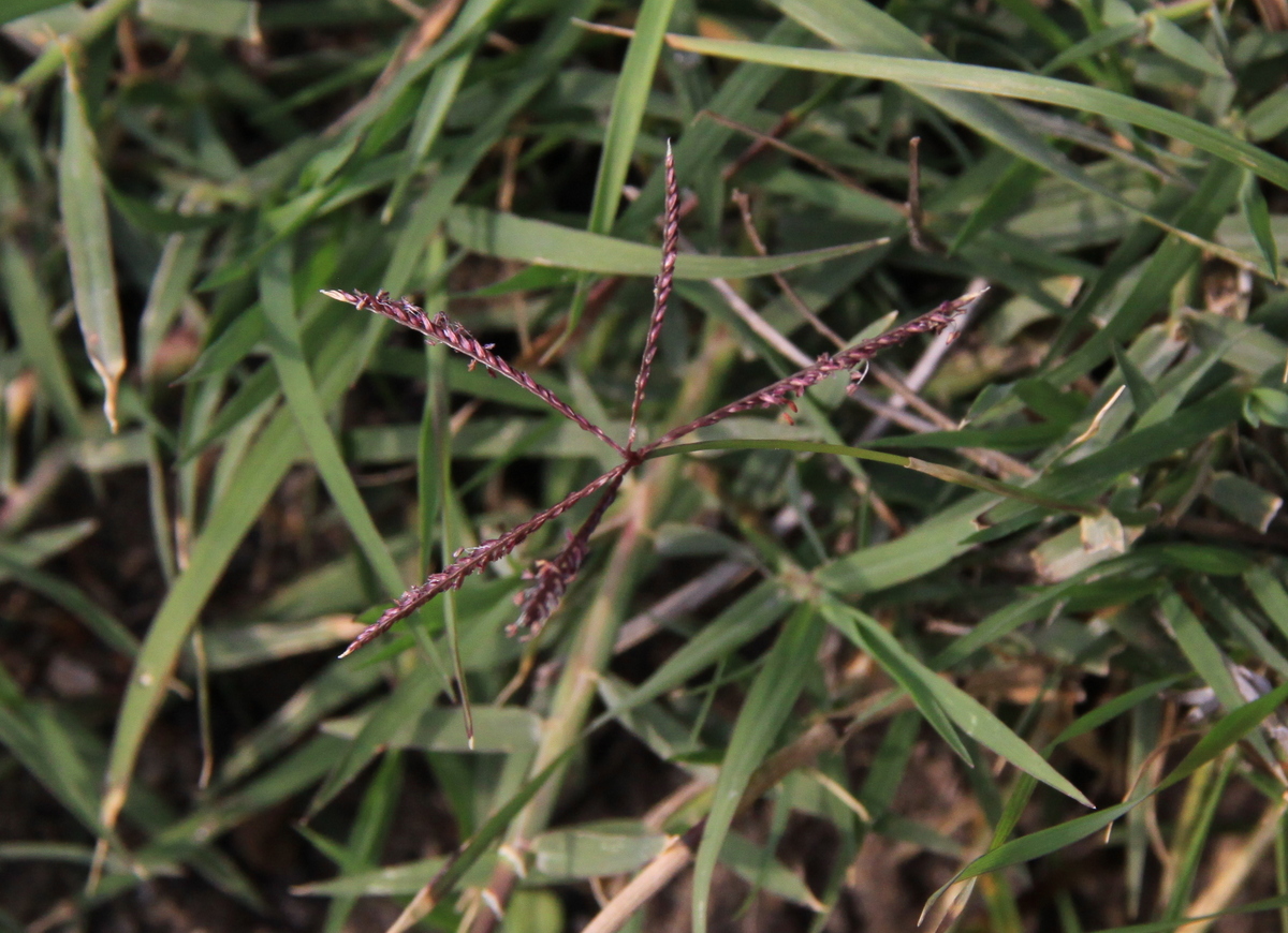 Cynodon dactylon (door Peter Meininger)