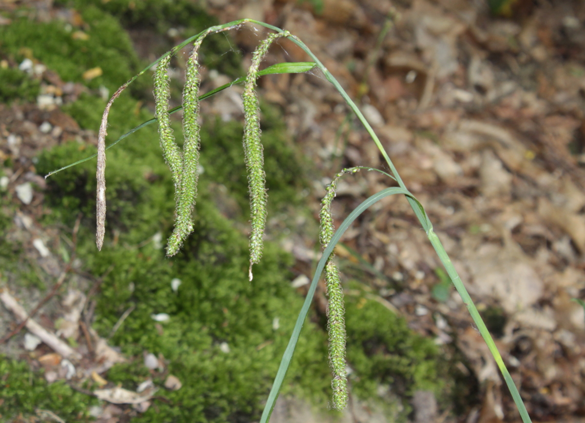 Carex pendula (door Peter Meininger)