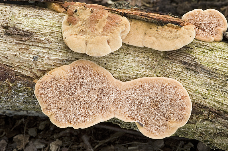 Hapalopilus rutilans (door Nico Dam)