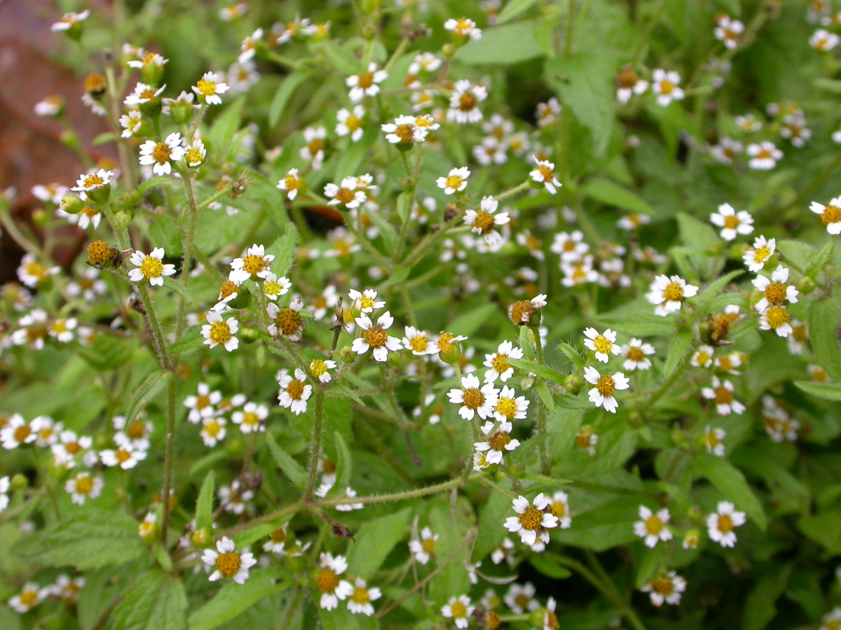 Galinsoga quadriradiata (door Peter Meininger)