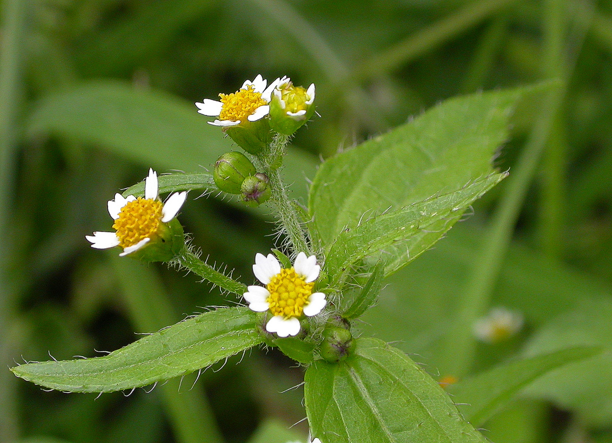 Galinsoga quadriradiata (door Peter Meininger)