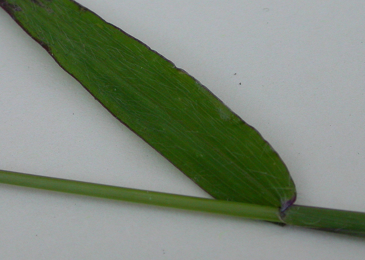 Digitaria sanguinalis (door Peter Meininger)