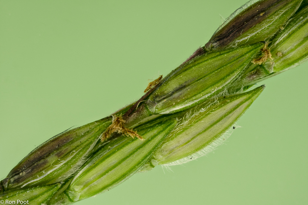 Digitaria sanguinalis (door Ron Poot)