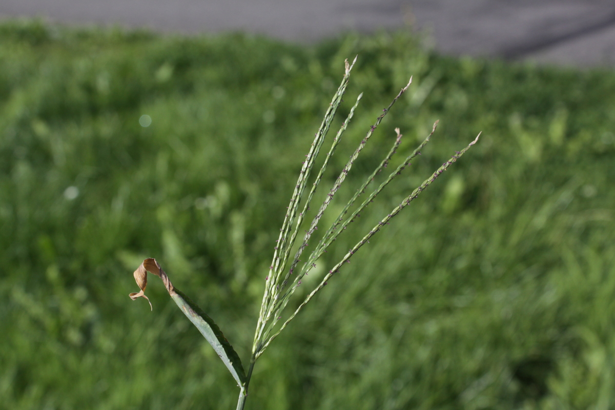 Digitaria sanguinalis (door Peter Meininger)