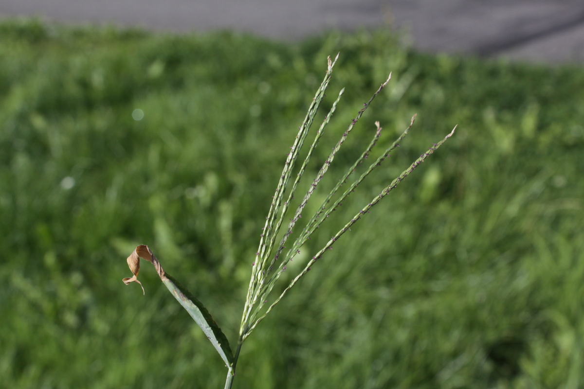 Digitaria sanguinalis (door Peter Meininger)