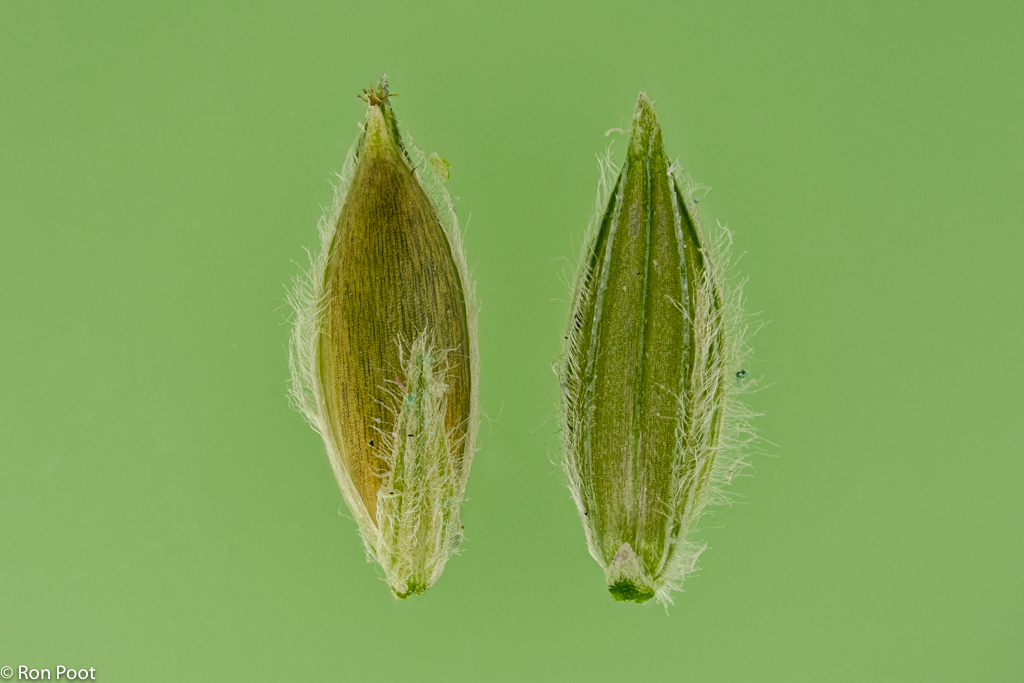 Digitaria sanguinalis (door Ron Poot)