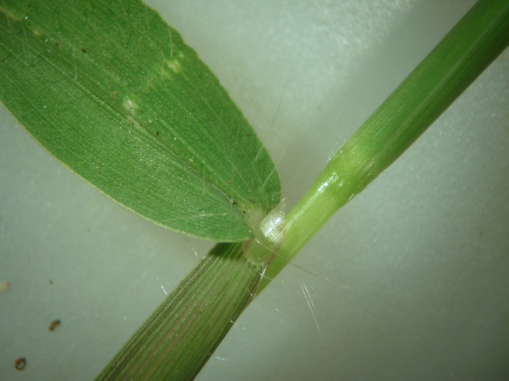 Digitaria sanguinalis (door Cor Nonhof)