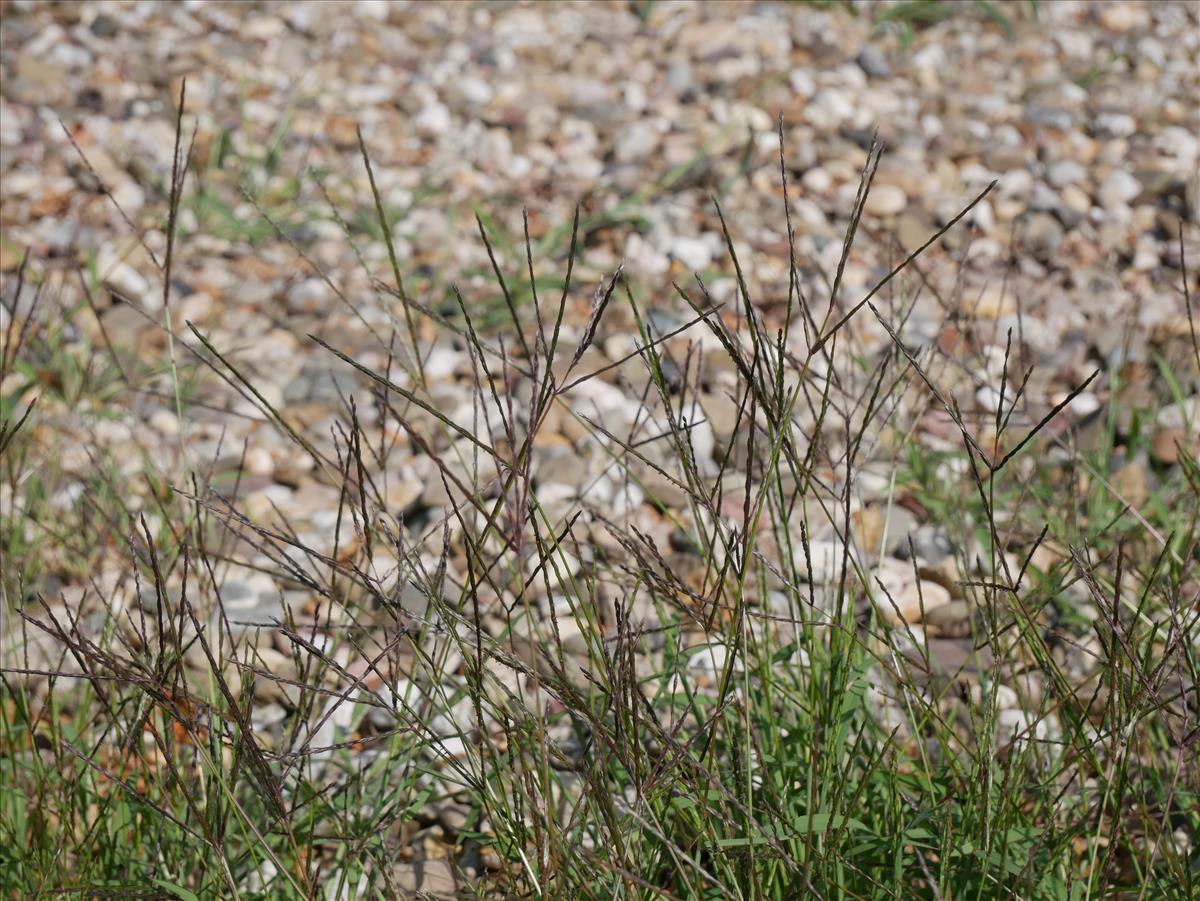 Digitaria sanguinalis (door Wim vd Neut)