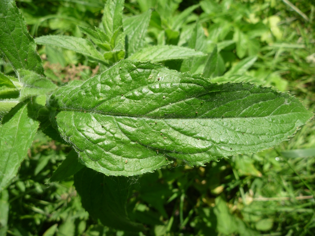 Epilobium hirsutum (door Cor Nonhof)