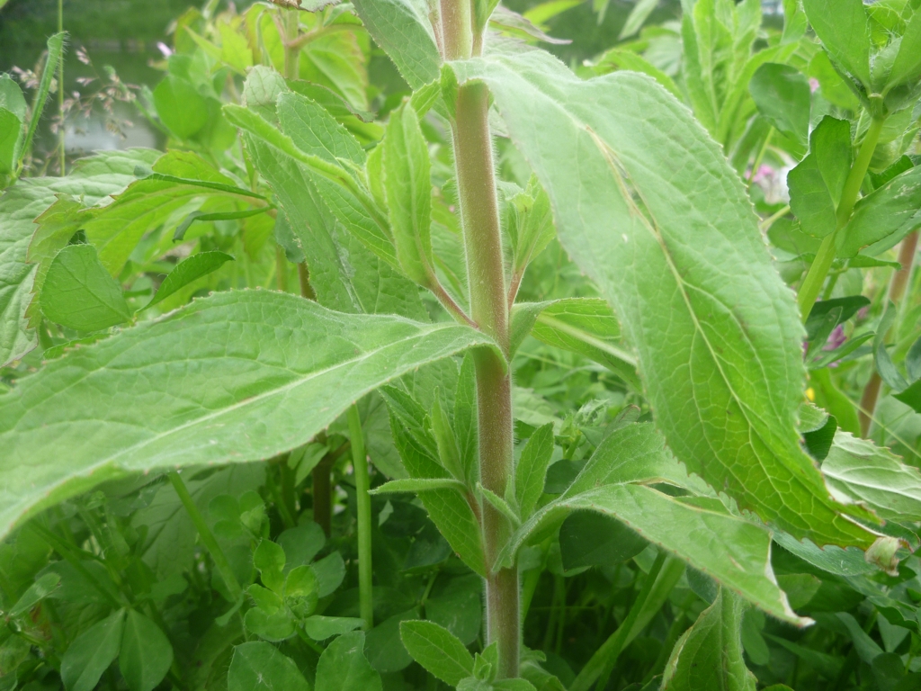 Epilobium hirsutum (door Cor Nonhof)