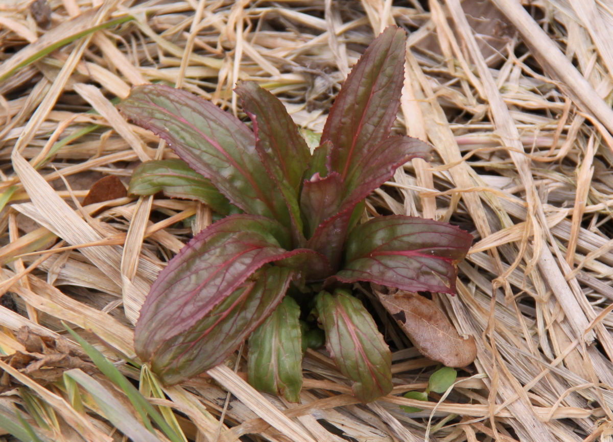 Epilobium hirsutum (door Peter Meininger)