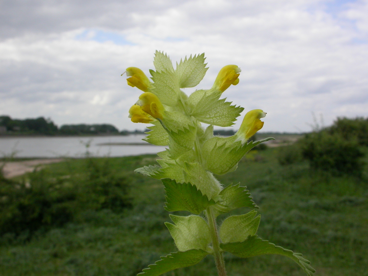 Rhinanthus alectorolophus (door Peter Meininger)