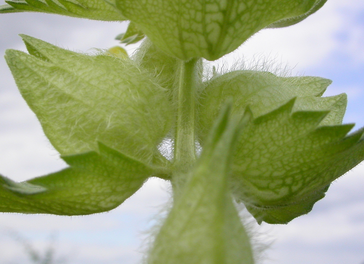 Rhinanthus alectorolophus (door Peter Meininger)