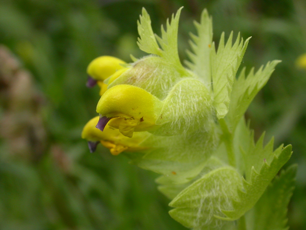 Rhinanthus alectorolophus (door Peter Meininger)