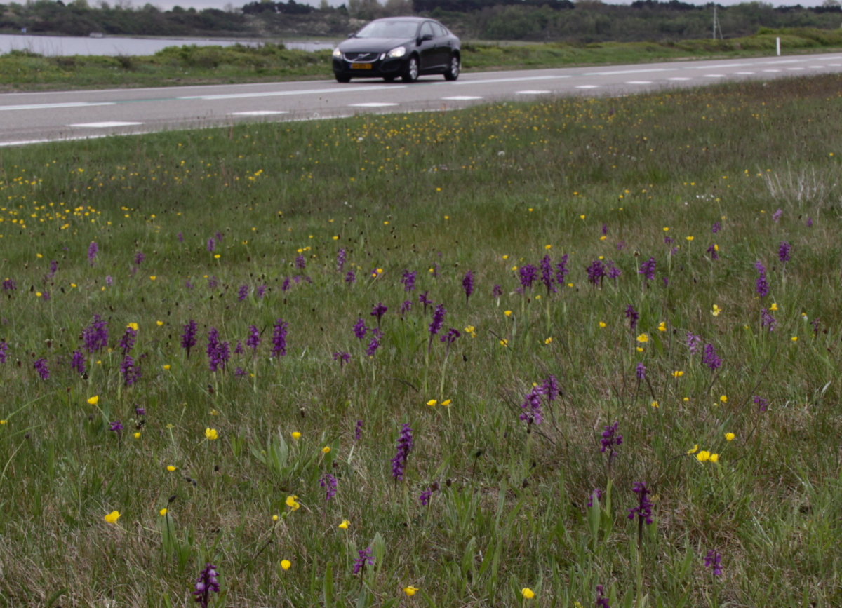 Anacamptis morio (door Peter Meininger)