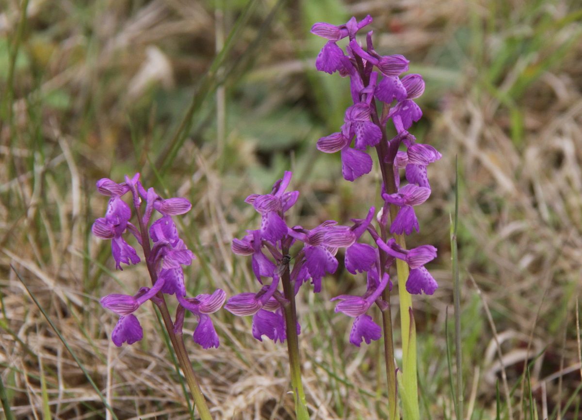 Anacamptis morio (door Peter Meininger)