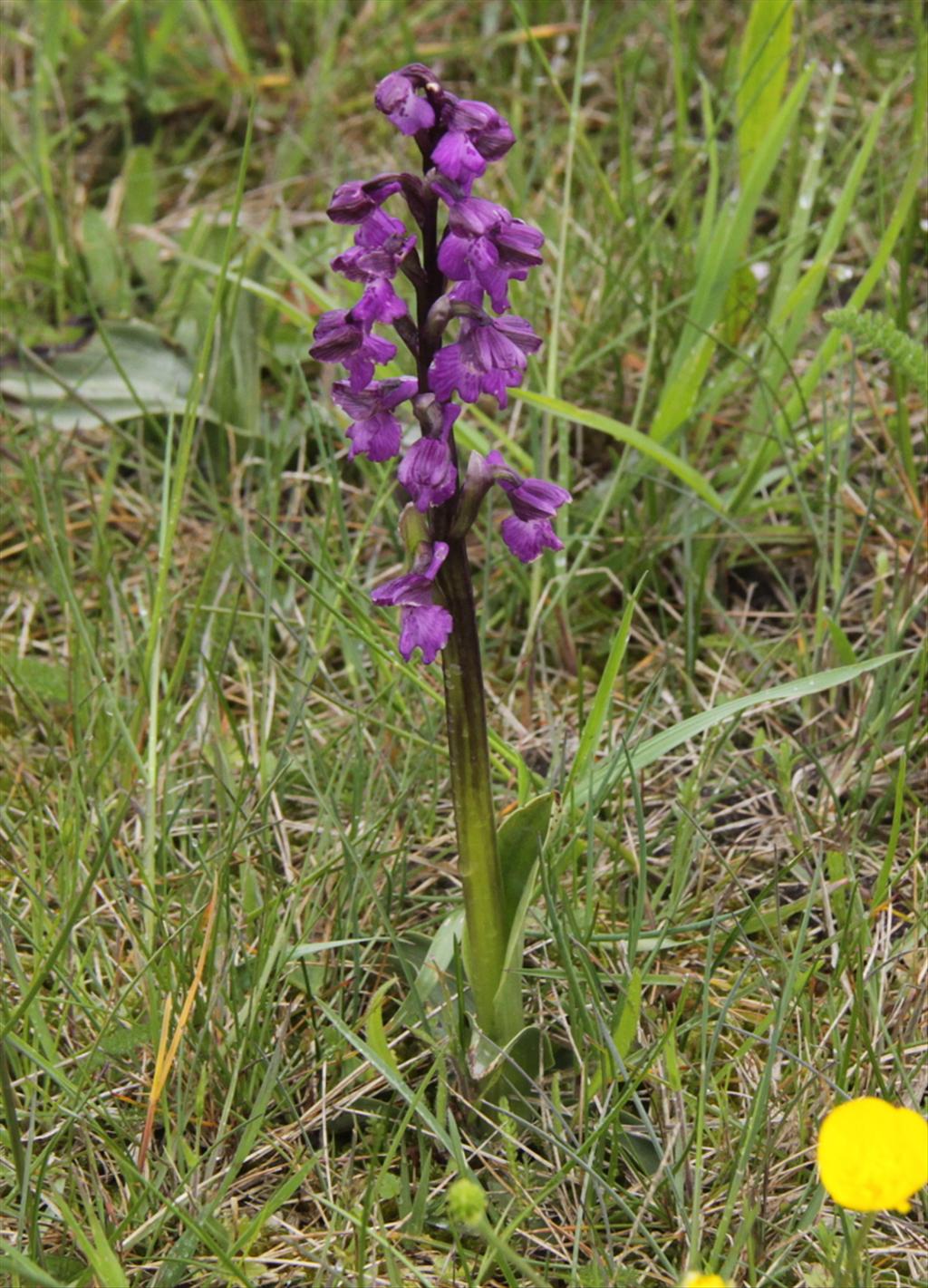 Anacamptis morio (door Peter Meininger)