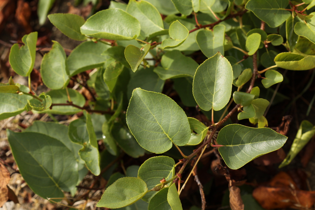 Alnus cordata (door Peter Meininger)