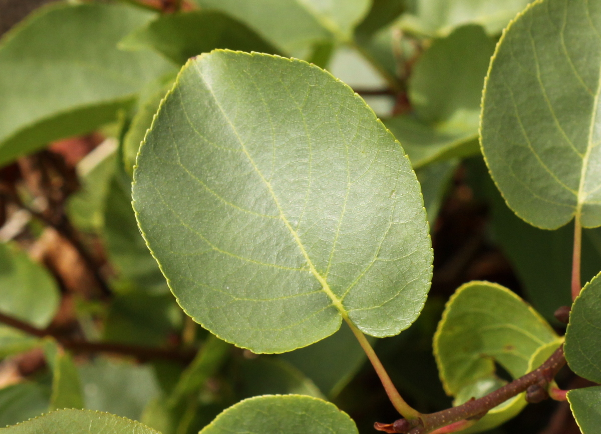 Alnus cordata (door Peter Meininger)