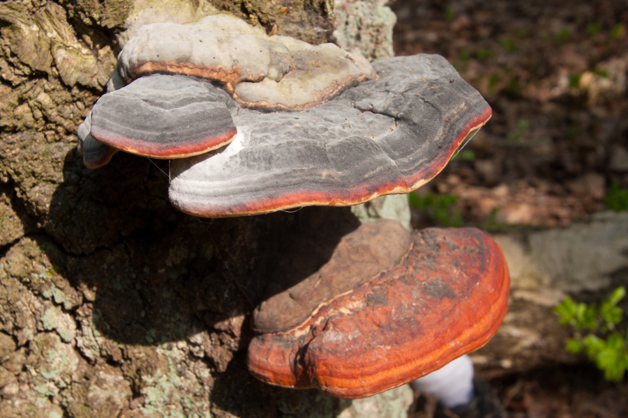 Fomitopsis pinicola (door Aldert Gutter)